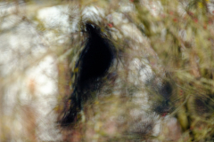 Amsel-im-Baum-_DSF7970