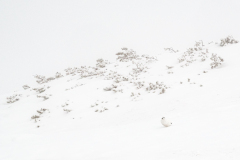 Schneehuhn-im-Nebel-_DSF8556