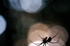 Spinne-im-Gegenlicht-_DSF4230